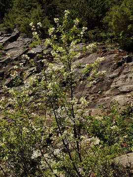 Imagem de Prunus emarginata var. mollis (Dougl.) Brewer