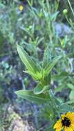 Image of prairie sunflower