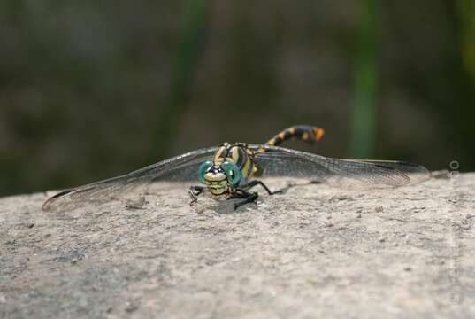 Image of blue-eyed hook-tailed dragonfly