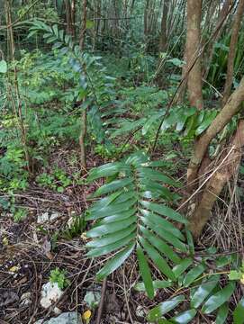 Image of Cycad