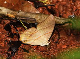 Image of Bamboo Forester