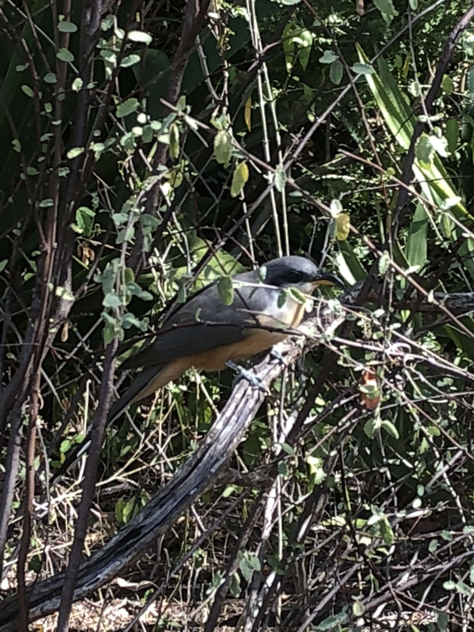 Image of Mangrove Cuckoo