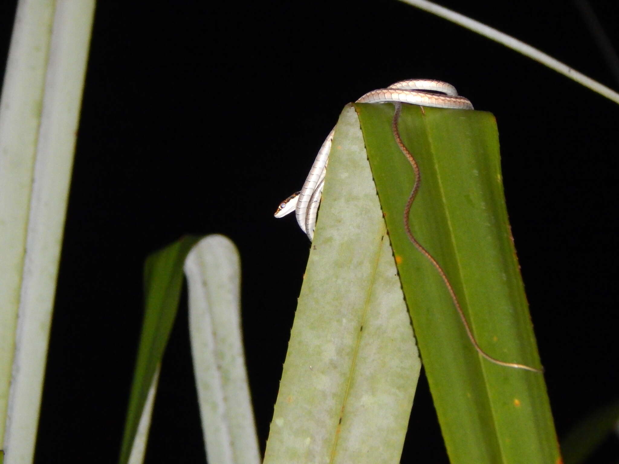 صورة Dendrelaphis haasi Van Rooijen & Vogel 2008