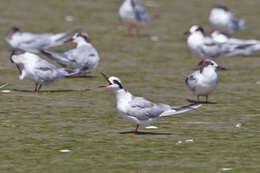 Image of Common Tern