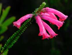 Image of Erica regia subsp. mariae (Guthrie & Bolus) E. G. H. Oliv. & I. M. Oliv.