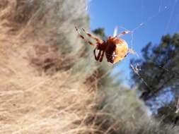 Image of Araneus pallidus (Olivier 1789)