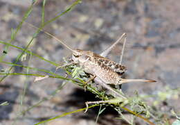 Plancia ëd Ceraeocercus fuscipennis Uvarov 1910