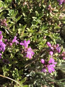 Image of Thymus baicalensis Serg.