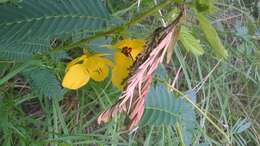 Image of partridge pea