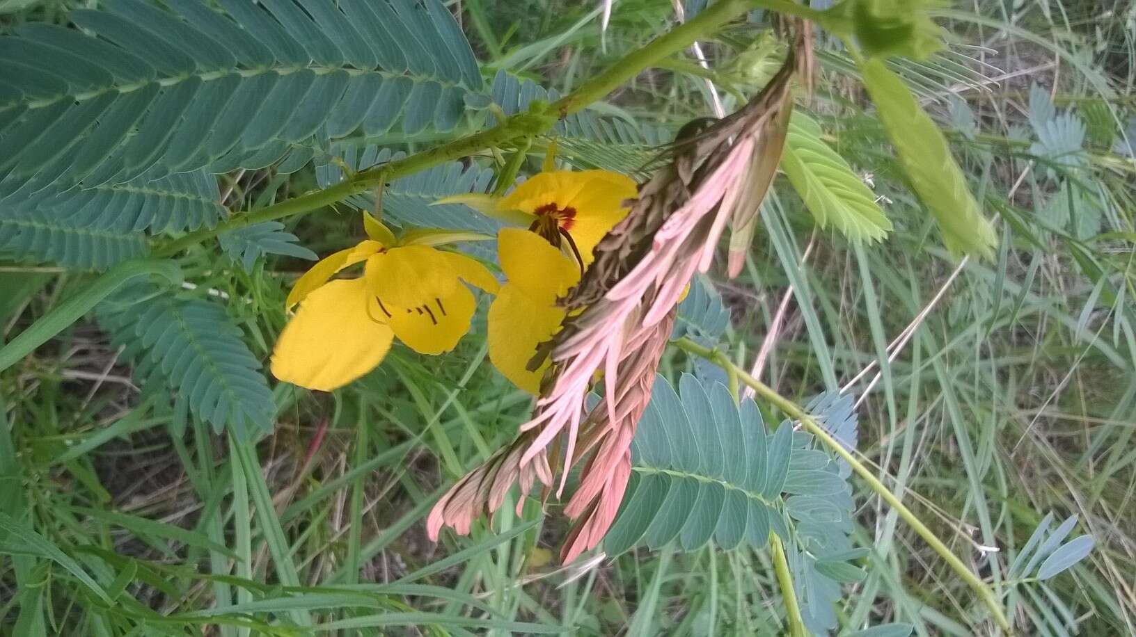 Image of partridge pea