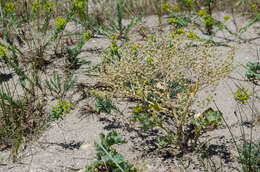 Image of Crambe aspera M. Bieb.