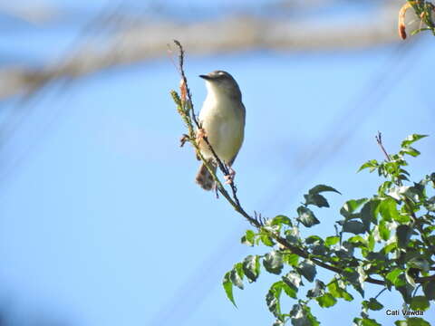 Image of Tawny-flanked Prinia