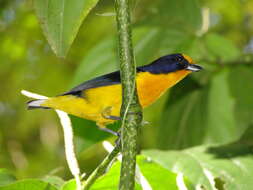 Euphonia violacea (Linnaeus 1758)的圖片