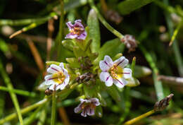 Imagem de Euphrasia antarctica Benth.