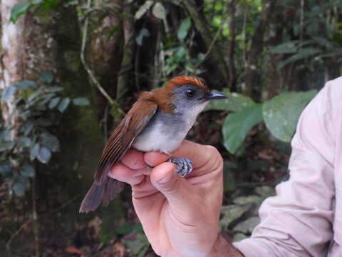 Image of Fire-crested Alethe