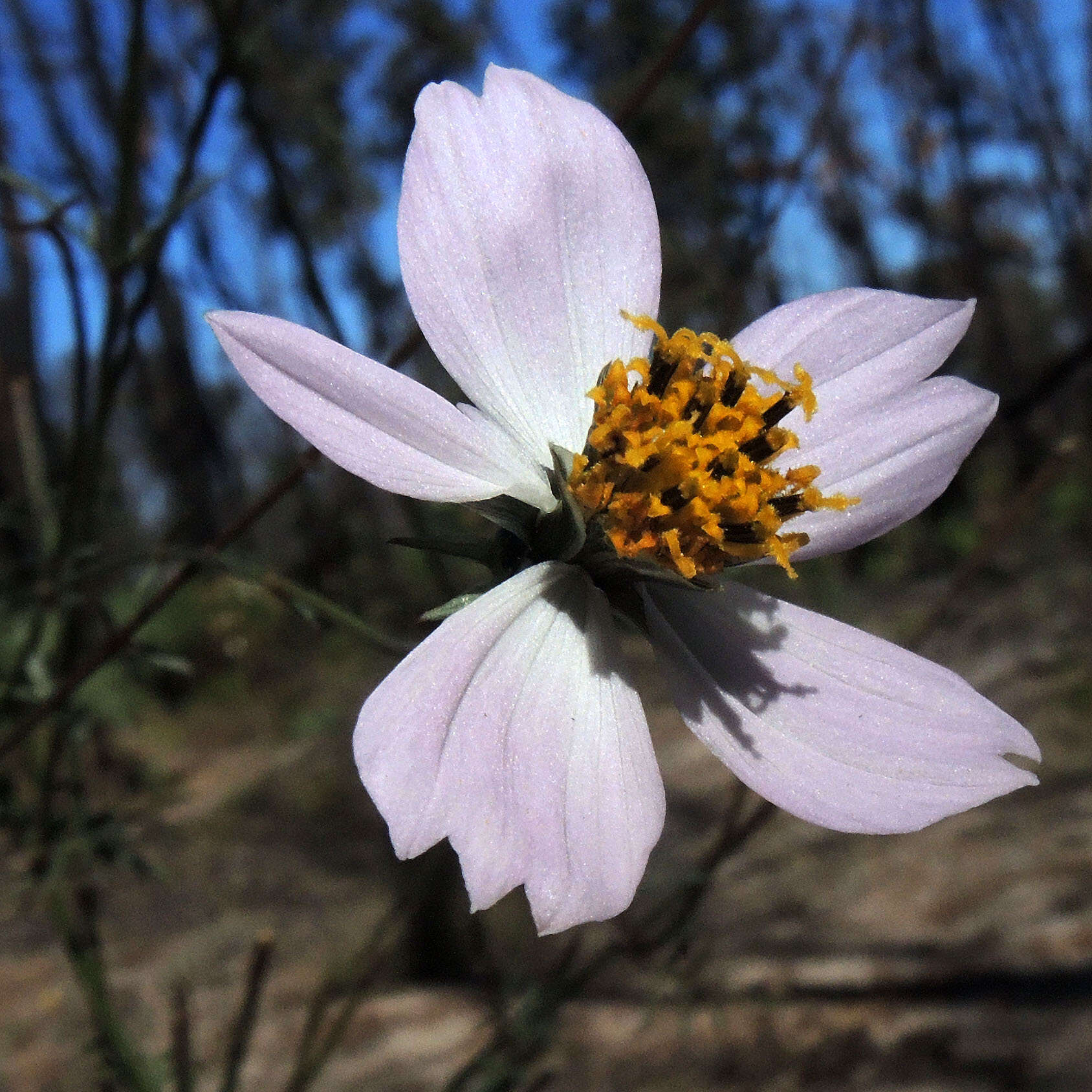 Image of Cosmos landii var. achalconensis T. E. Melchert