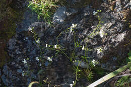 Image de Heliophila diffusa var. flacca (Sond.) Marais