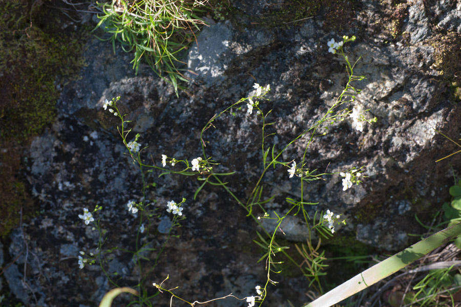 Plancia ëd Heliophila diffusa var. flacca (Sond.) Marais