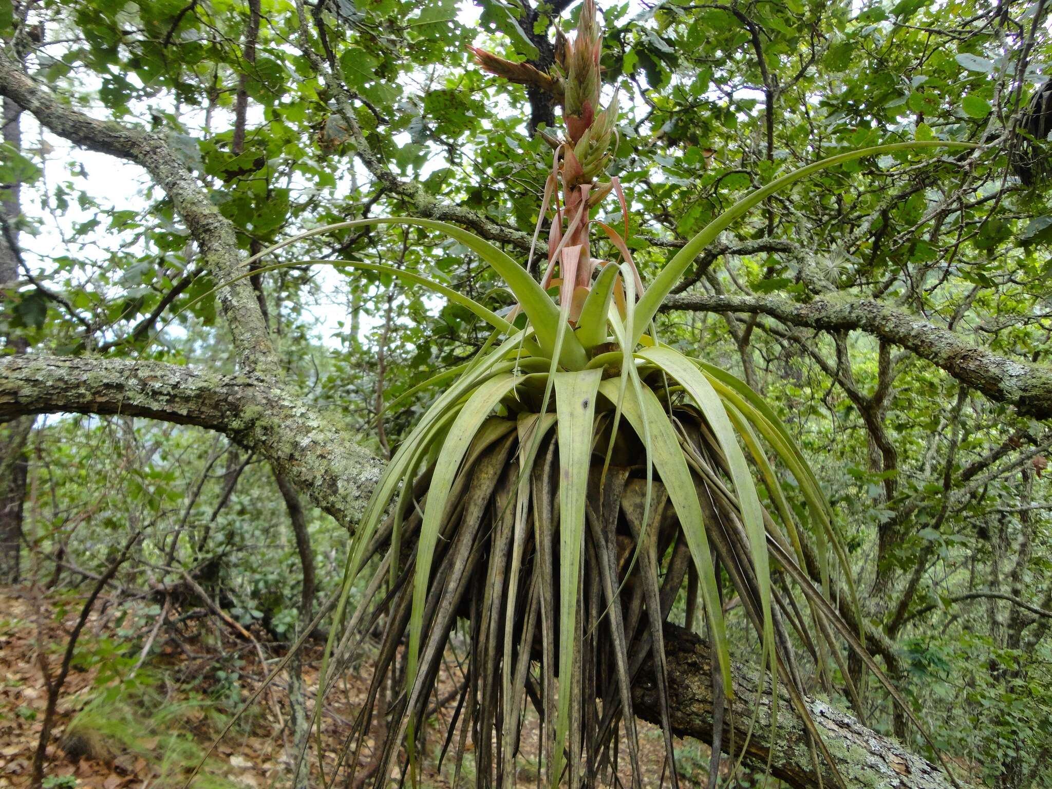 Image de Tillandsia carlos-hankii Matuda