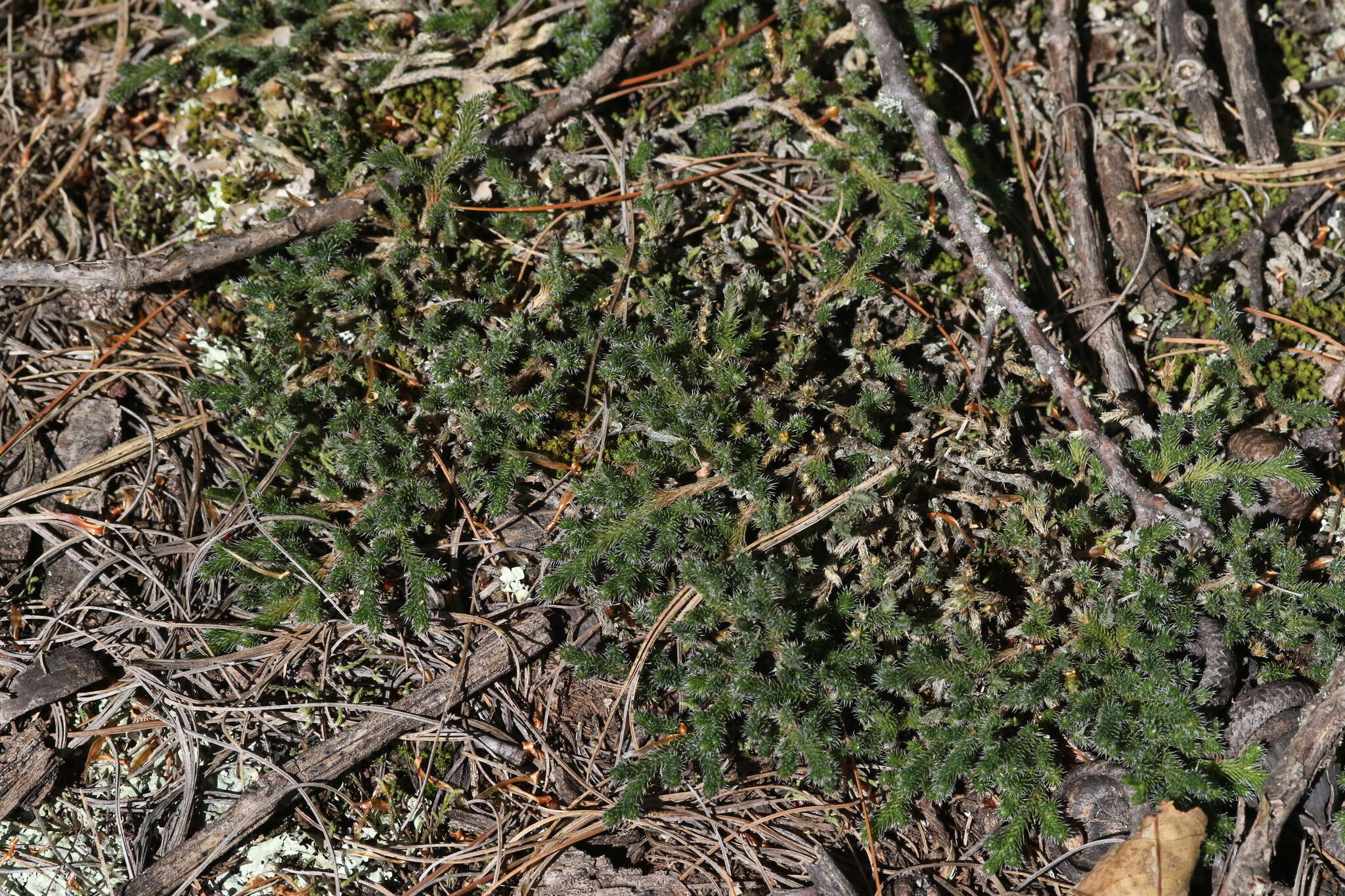 Image of northern selaginella