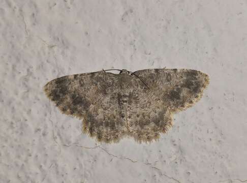 صورة Charissa variegata Duponchel 1830