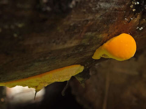 Image of Pycnoporellus fulgens (Fr.) Donk 1971