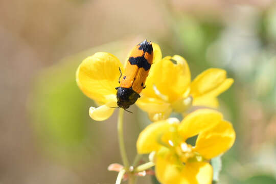 Image of Castiarina atricollis (Saunders 1869)