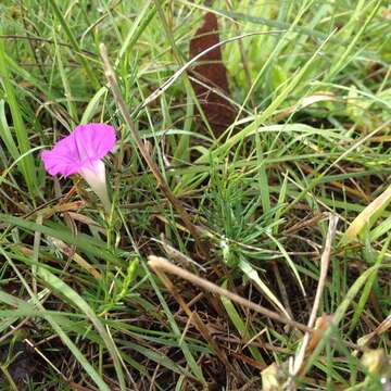 Imagem de Ipomoea capillacea (Kunth) G. Don