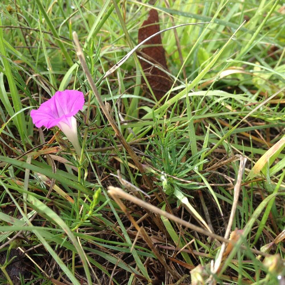 Plancia ëd Ipomoea capillacea (Kunth) G. Don