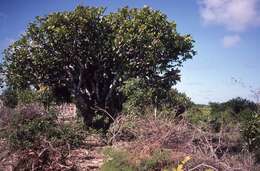 Image of Polyscias maraisiana Lowry & G. M. Plunkett