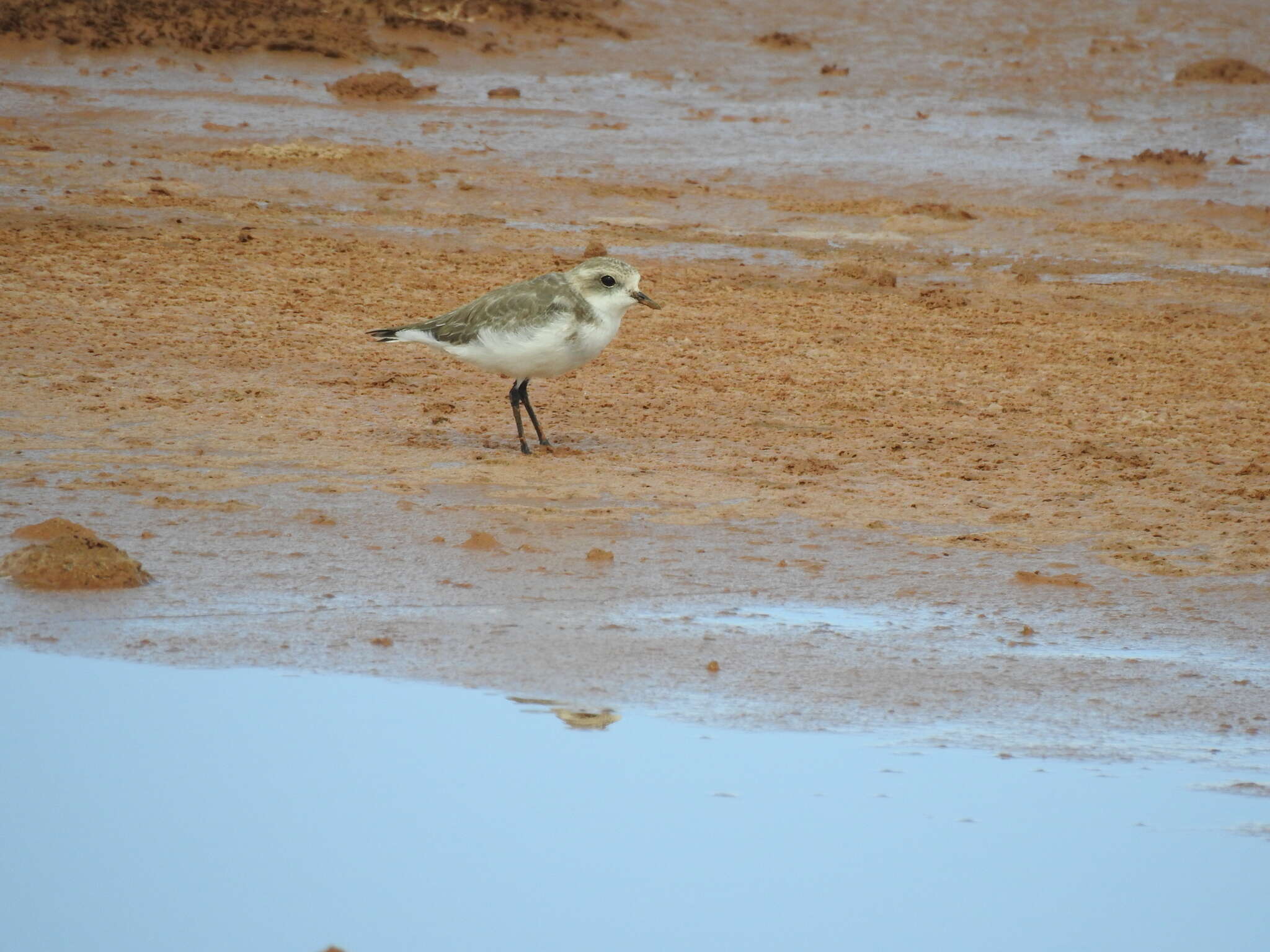 Image of Puna Plover