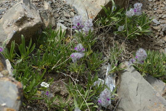 Image of Stachys lavandulifolia Vahl