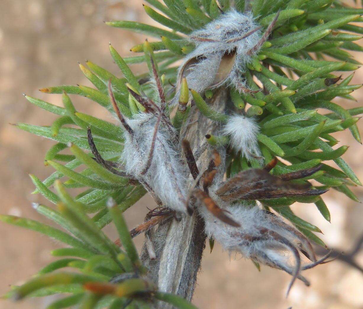 Plancia ëd Aspalathus acanthes Eckl. & Zeyh.