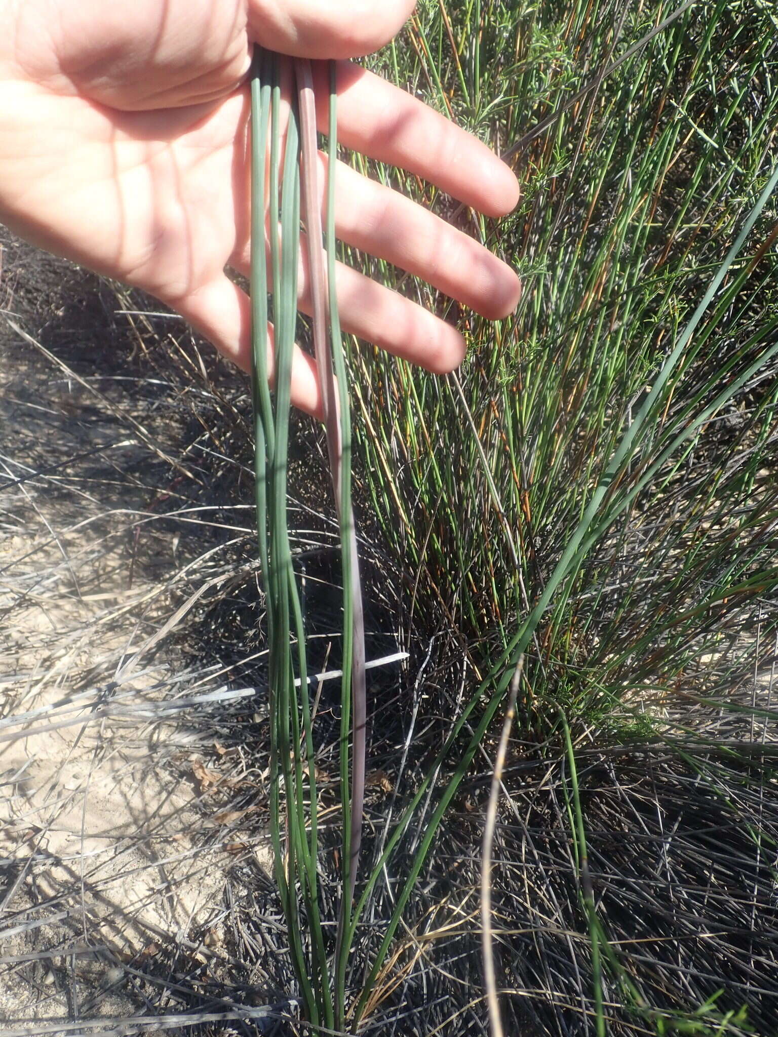 Plancia ëd Drimia fragrans (Jacq.) J. C. Manning & Goldblatt