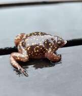 Image of Spotted Burrowing Frog