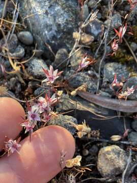 Image of Bidwell's knotweed