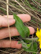 Image of Wedelia foliacea (Spreng.) B. L. Turner