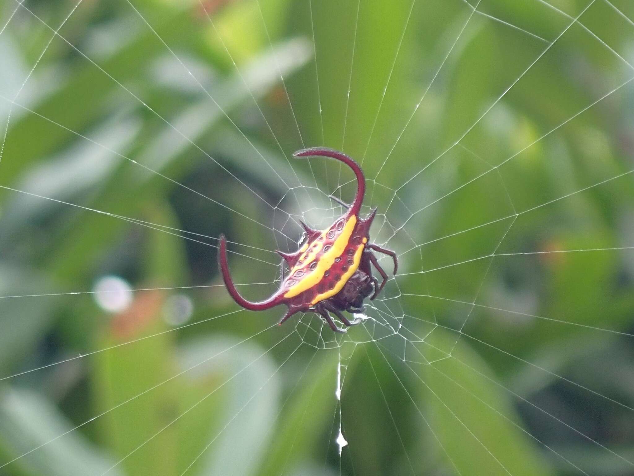 Image of Gasteracantha falcicornis Butler 1873