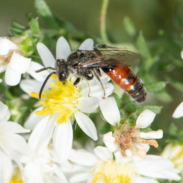 صورة Sphecodes davisii Robertson 1897