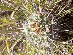 Image of Coryphantha clavata subsp. stipitata (Scheidw.) Dicht & A. Lüthy