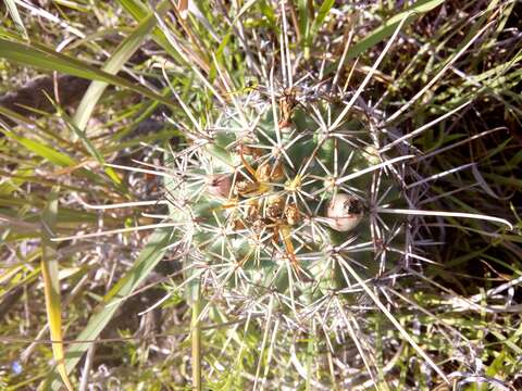 Image of Coryphantha clavata subsp. stipitata (Scheidw.) Dicht & A. Lüthy