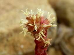 Image of Crassula alpestris subsp. alpestris