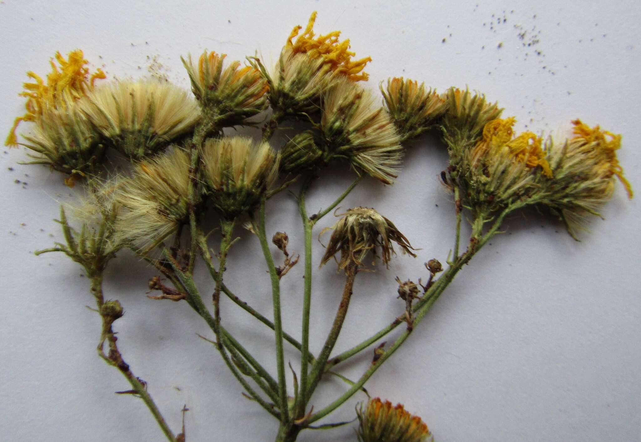 Image of Hieracium umbellatum subsp. filifolium (Üksip) Tzvel.