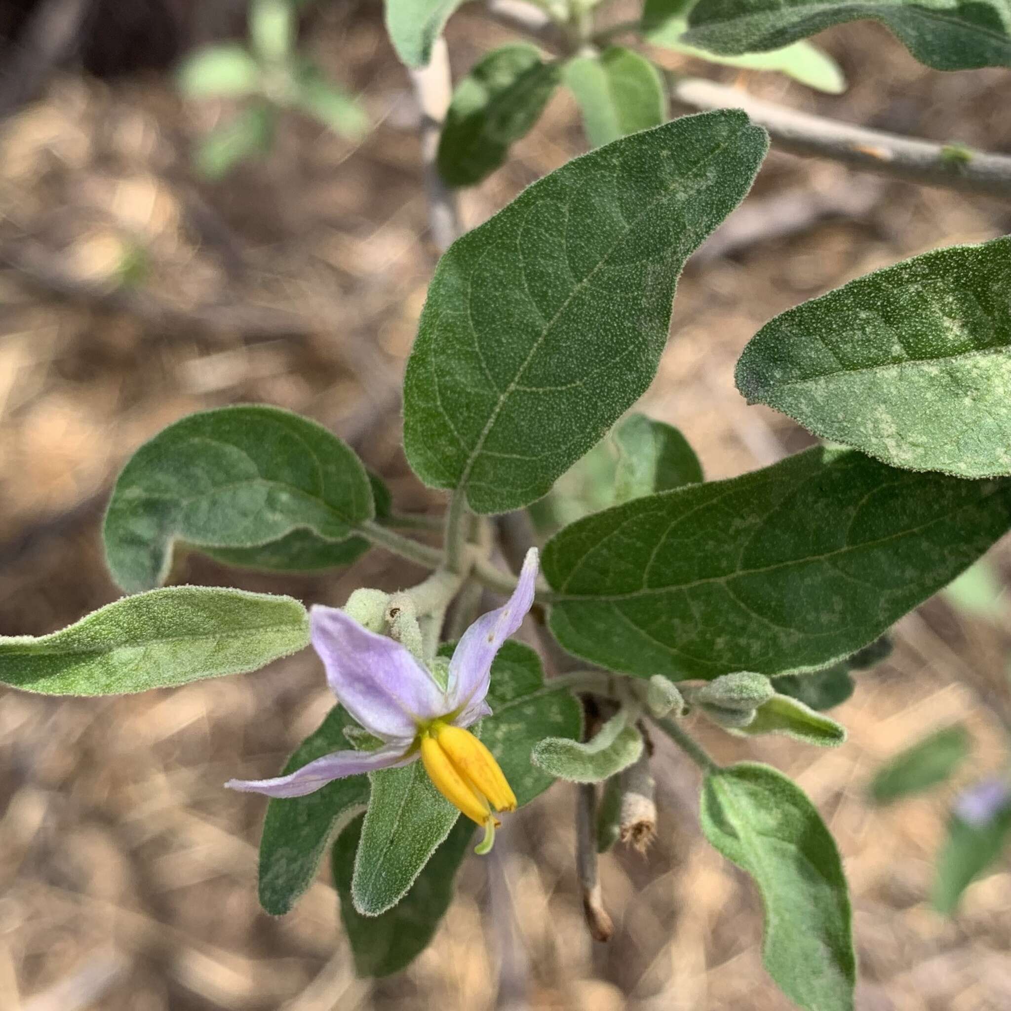 Image of Solanum tettense Klotzsch