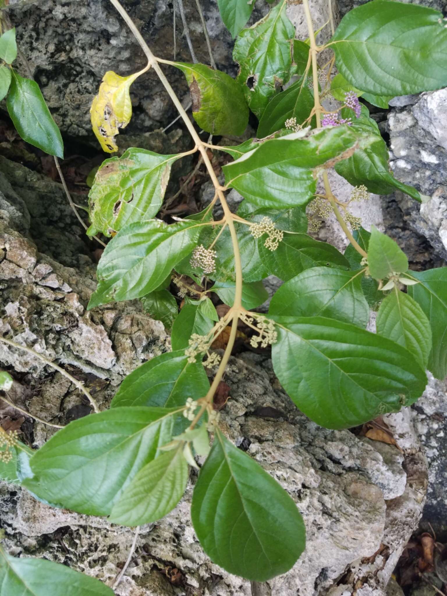 Image of Callicarpa candicans (Burm. fil.) Hochr.