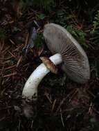 Image of Stropharia albivelata (Murrill) Norvell & Redhead 2000