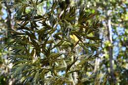 Image of Tillandsia excelsa Griseb.