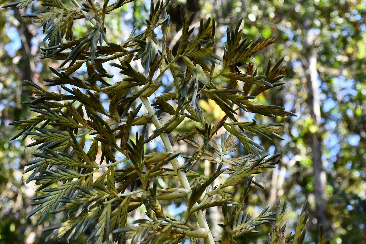 Image of Tillandsia excelsa Griseb.