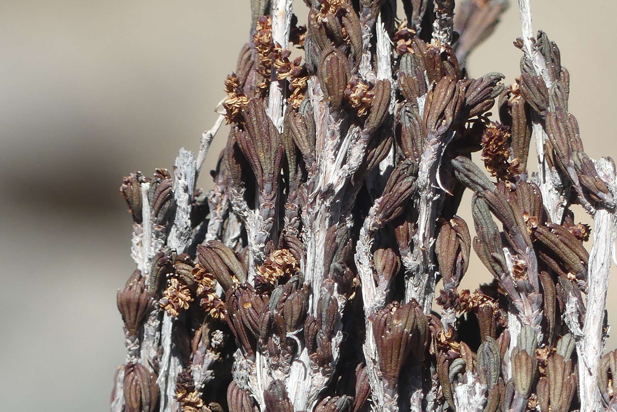 Image de Myrothamnus flabellifolius (Sond.) Welw.