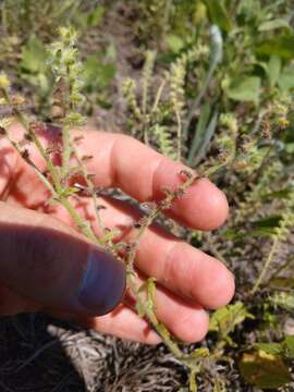 Image de Cryptantha texana (A. DC.) Greene